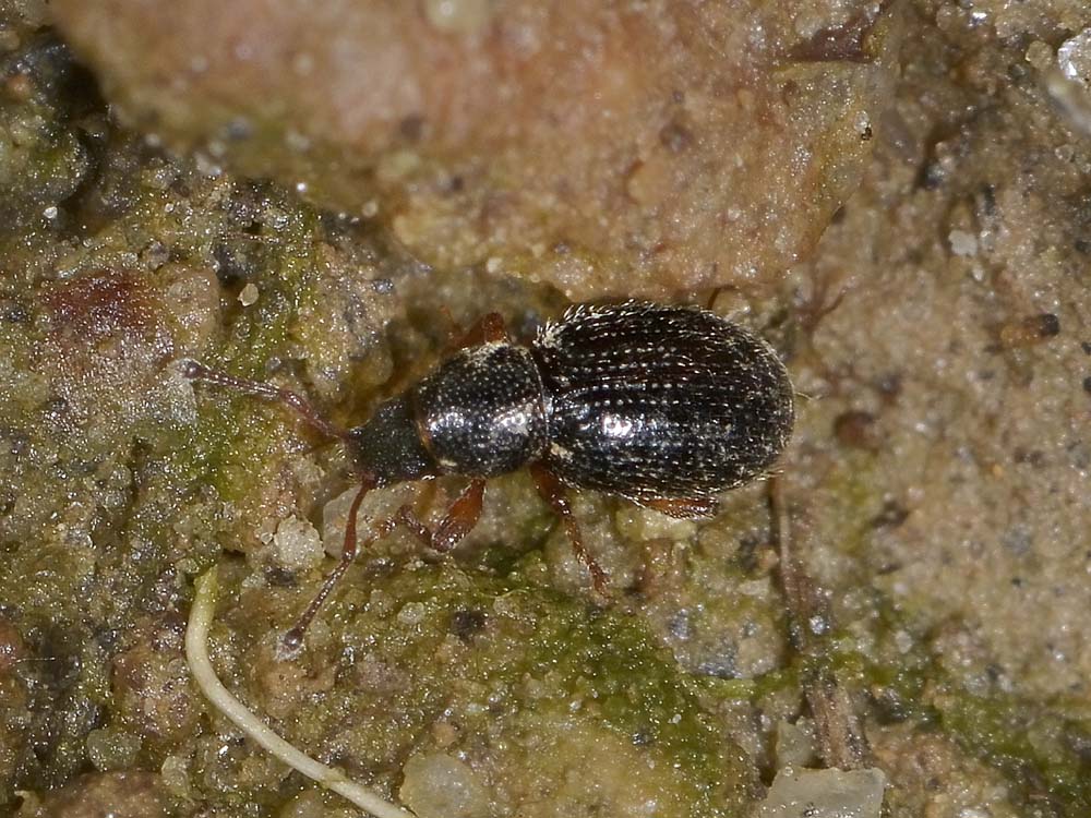 Curculionidae: Exomias pellucidus pellucidus